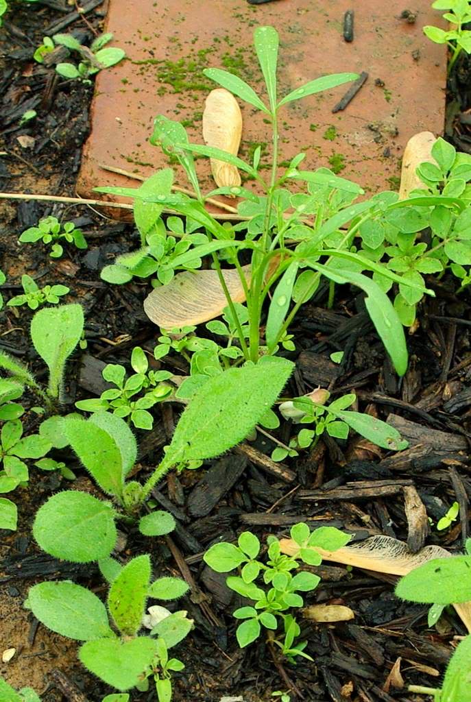 It's Not Work, It's Gardening! Wild seedlings